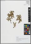 Foto von Salix alpina Scop.
